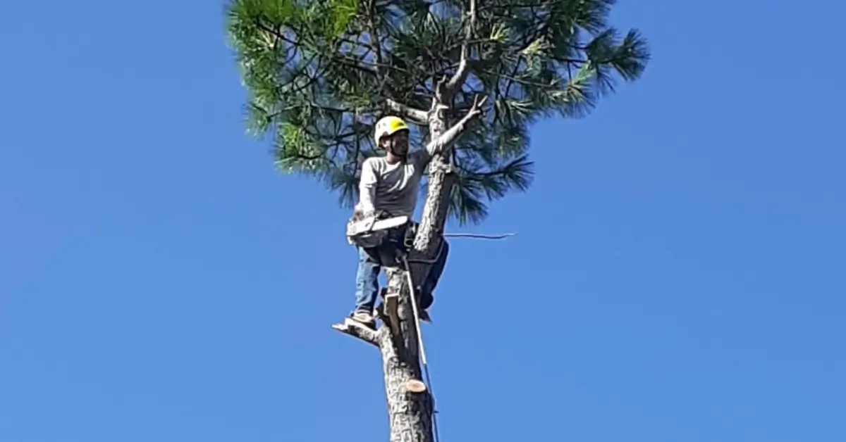 Tree Service in Coppell, TX: Ensuring Your Landscape’s Beauty and Safety