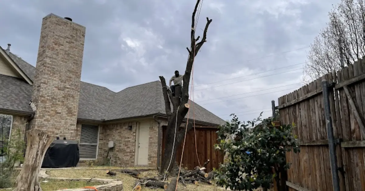 Quality Tree Service DFW team trimming branches near Lake Grapevine