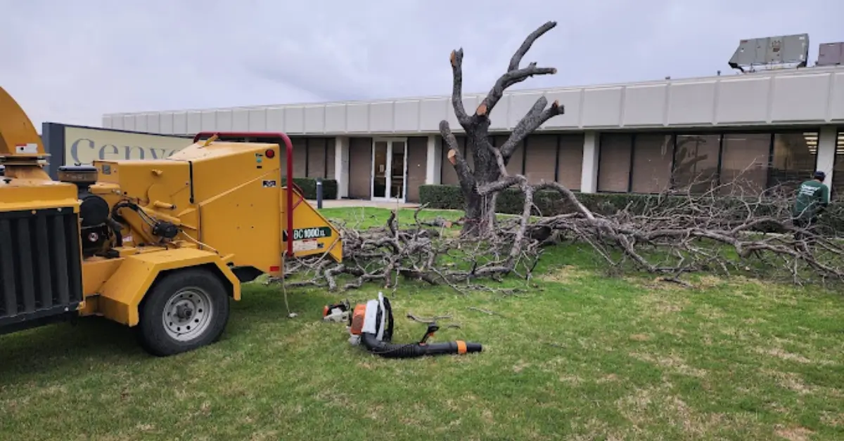 Reliable Tree Service The Colony, TX: Keeping Your Trees Healthy and Safe