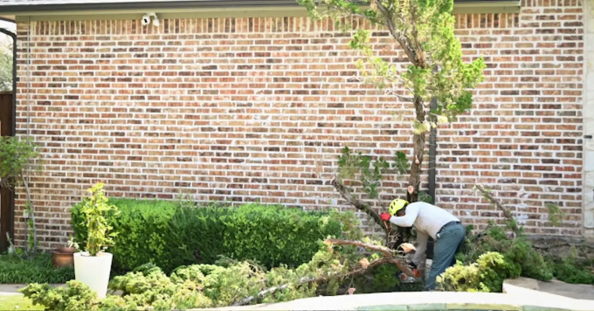Tree service crew working near Lewisville Lake Park, TX