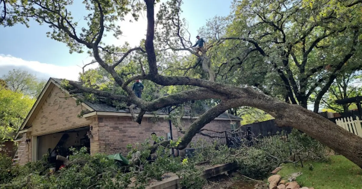 Certified arborist performing tree trimming in The Colony, TX residential yard