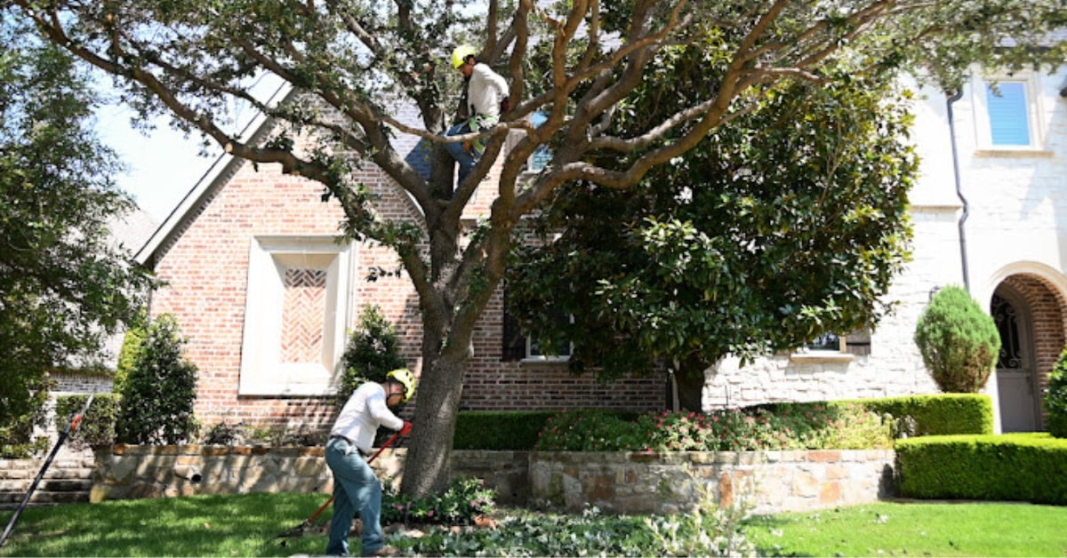 Tree service crew working safely in Dallas TX neighborhood