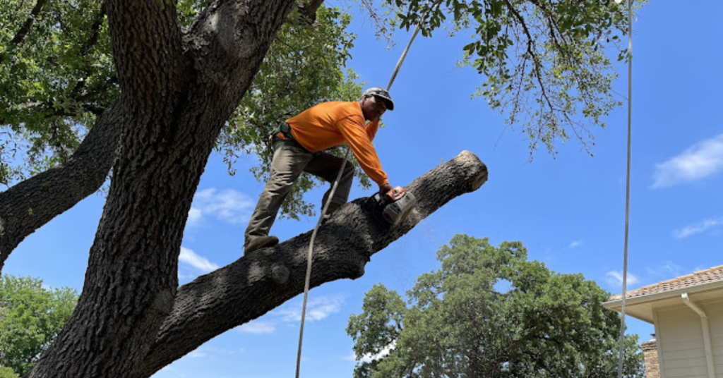 Quality Tree Service DFW trimming a large oak tree in a Dallas backyard during winter to maintain tree health and safety